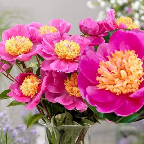 Paeonia lactiflora 'Doreen' - Valgeõieline pojeng 'Doreen'